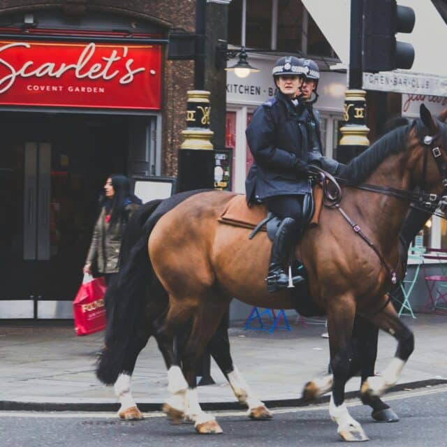 Police 's horses